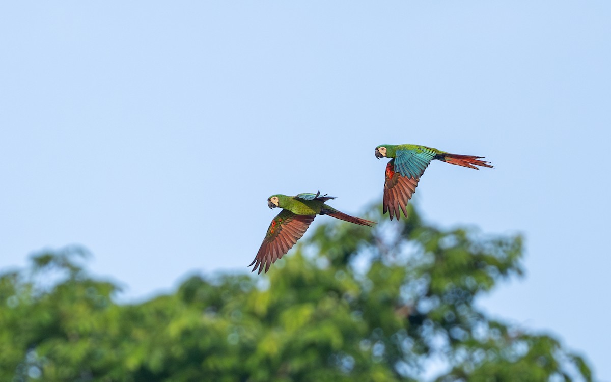 Chestnut-fronted Macaw - ML646169400