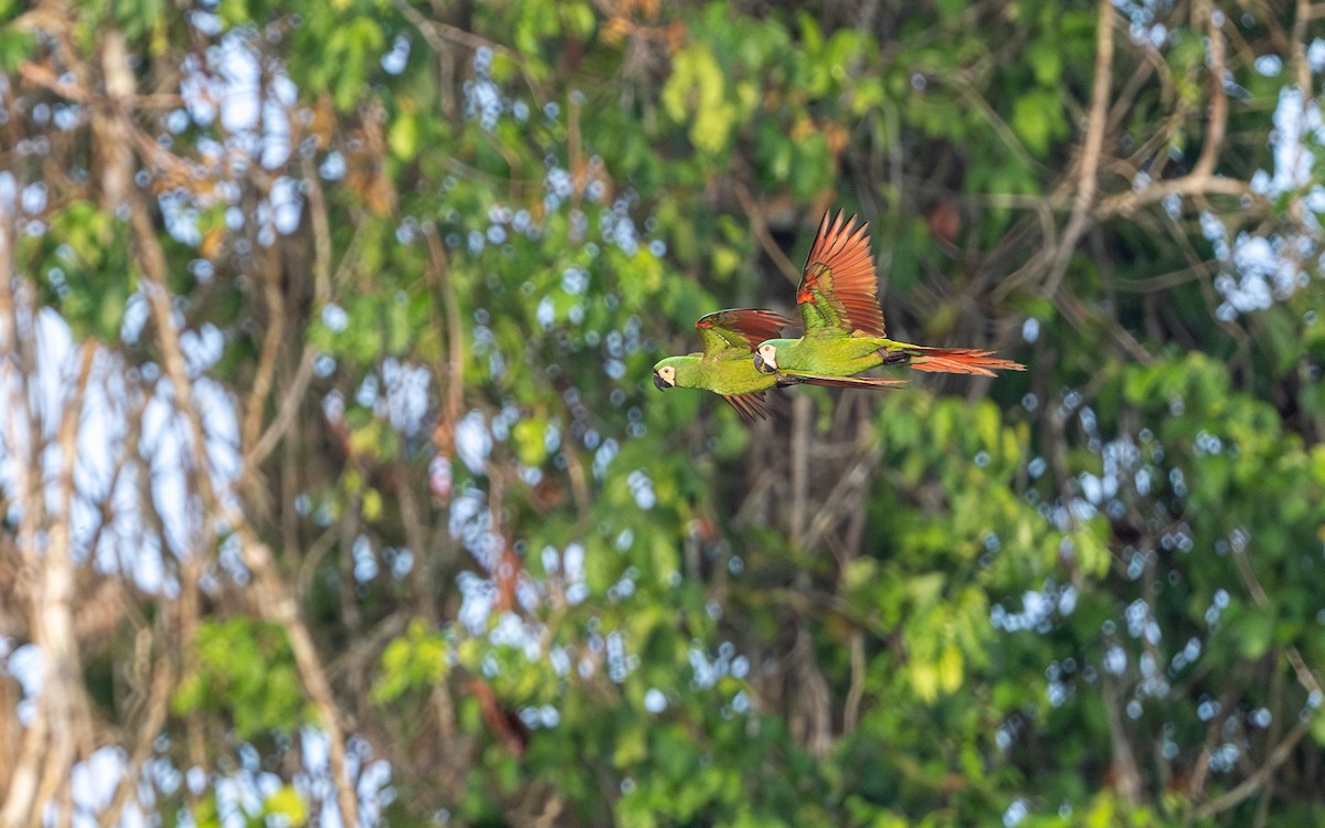 Chestnut-fronted Macaw - ML646169401