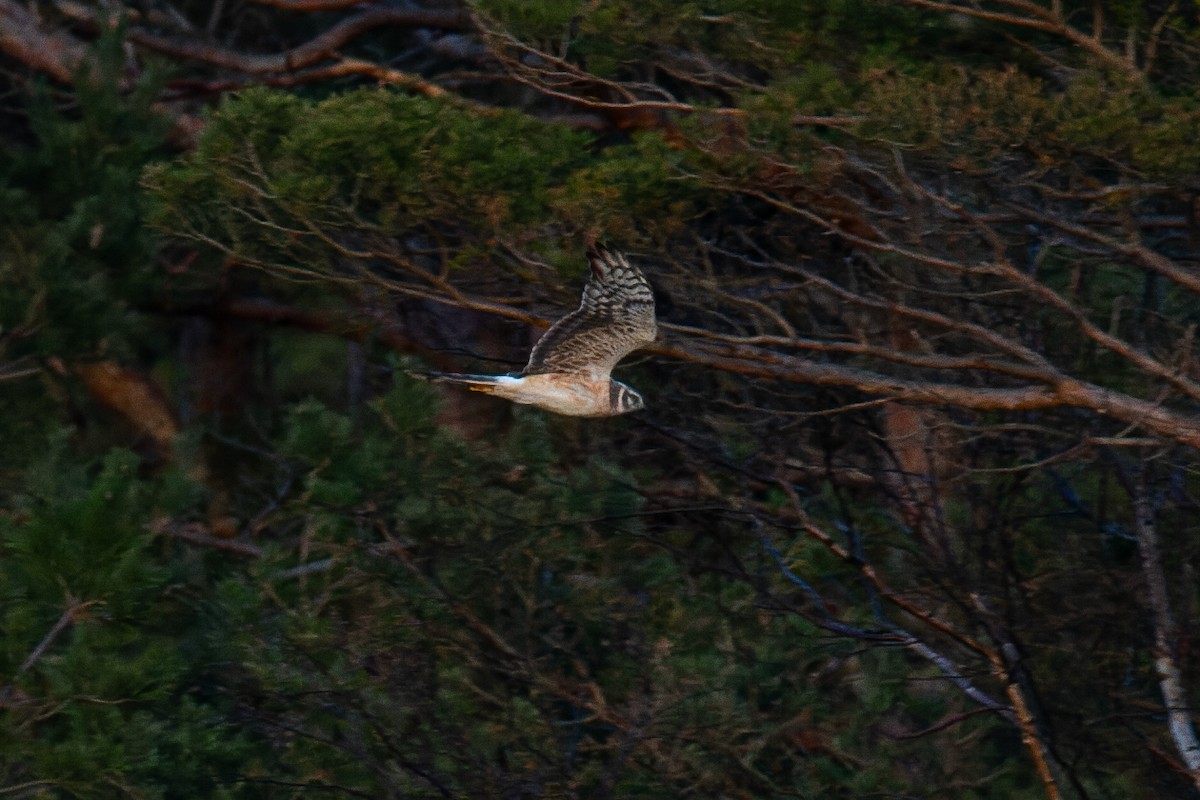 Aguilucho Papialbo - ML646169402
