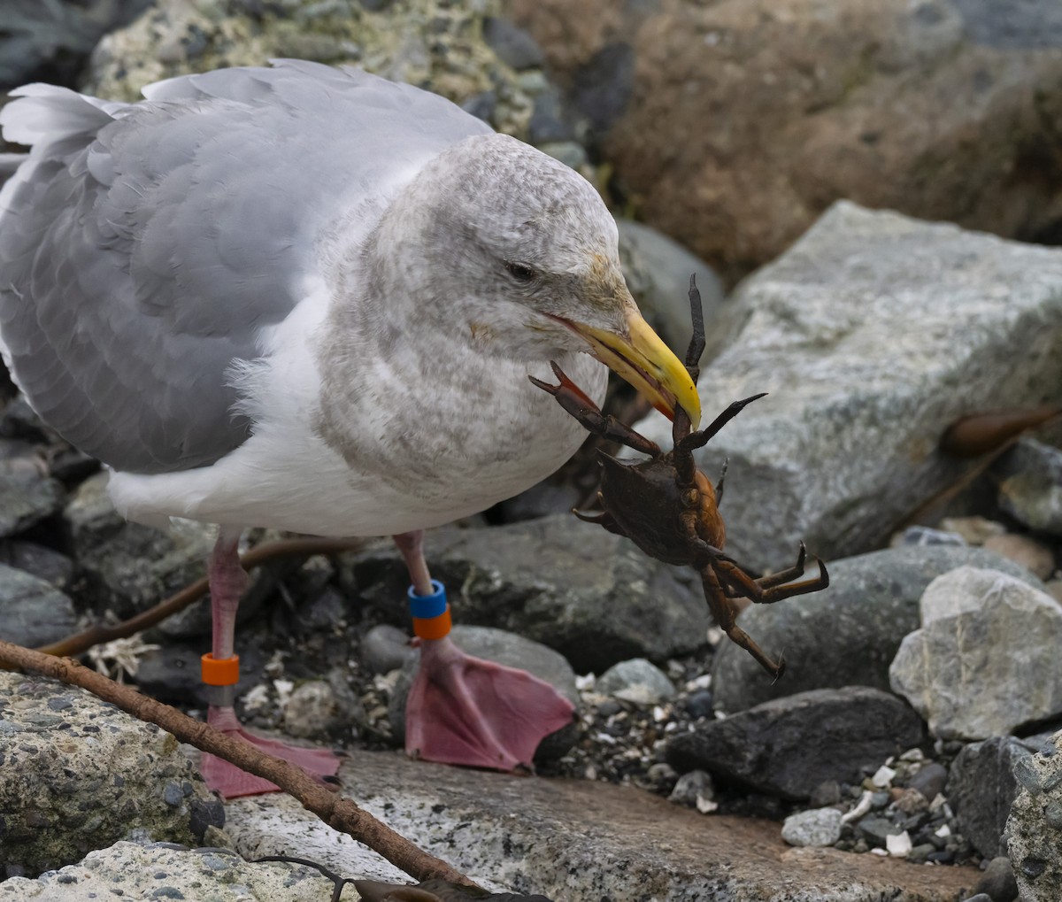 Glaucous-winged Gull - ML646169406