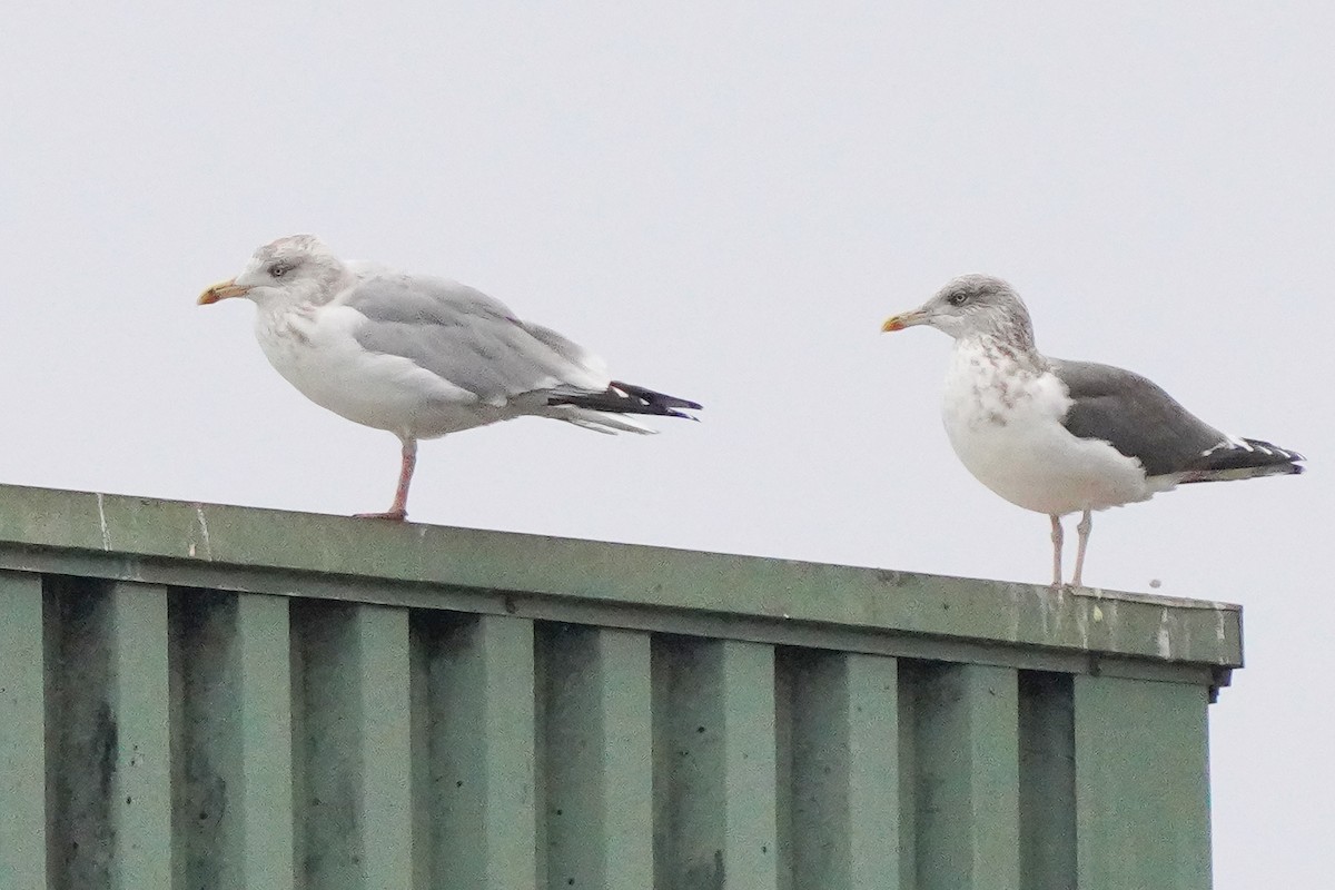 European Herring Gull - ML646169423