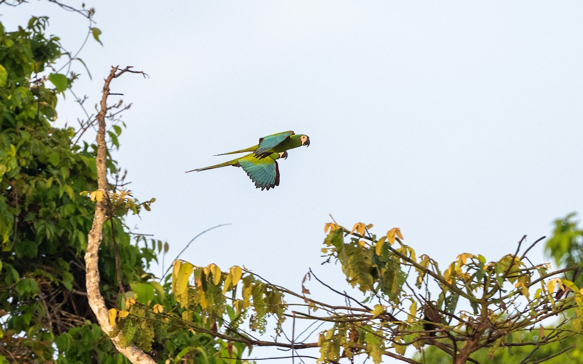 Chestnut-fronted Macaw - ML646169424