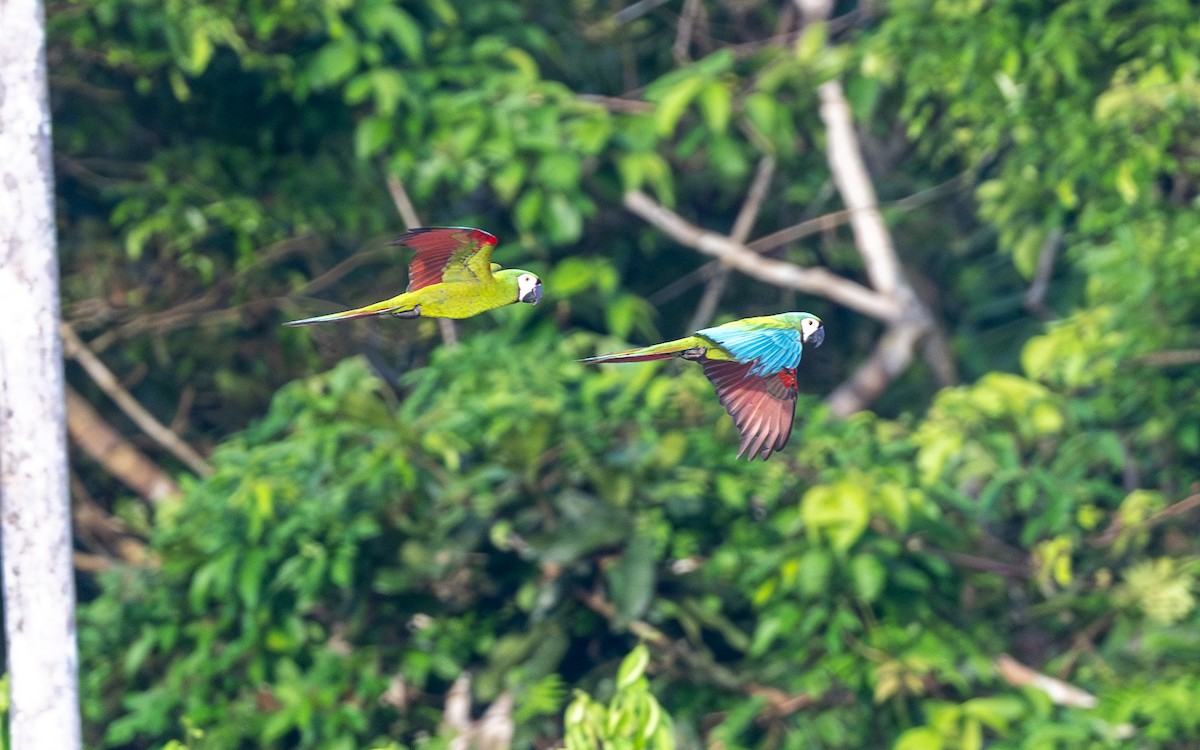 Chestnut-fronted Macaw - ML646169427