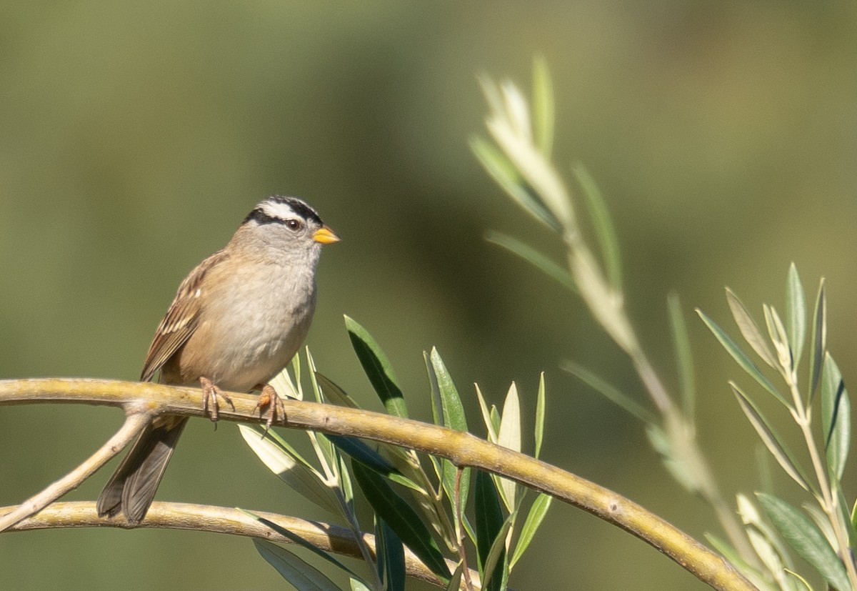 strnadec bělopásý - ML646169429