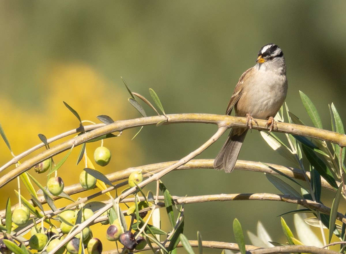 strnadec bělopásý - ML646169430