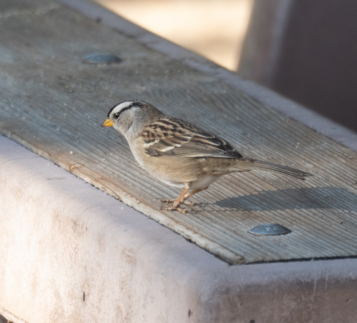 strnadec bělopásý - ML646169431