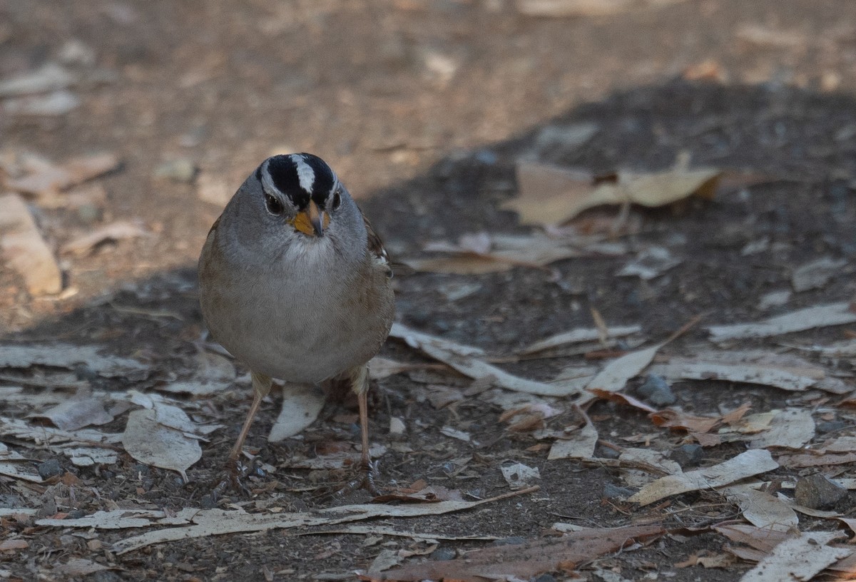 strnadec bělopásý - ML646169432
