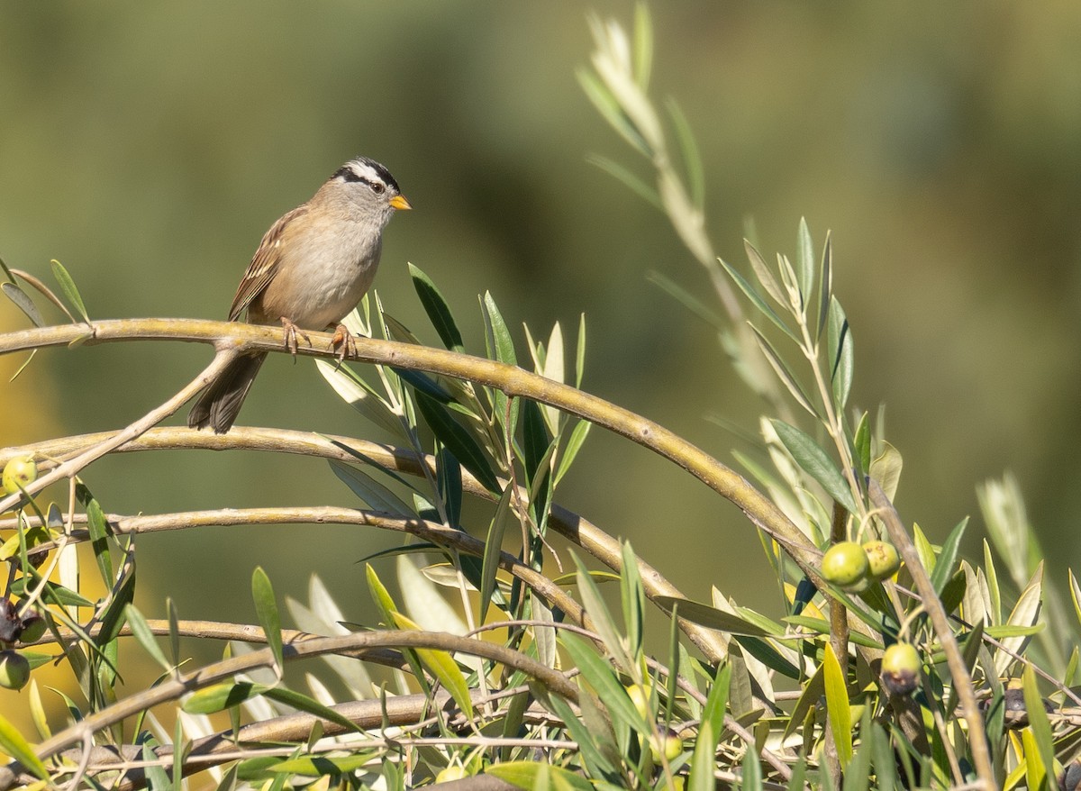strnadec bělopásý - ML646169433