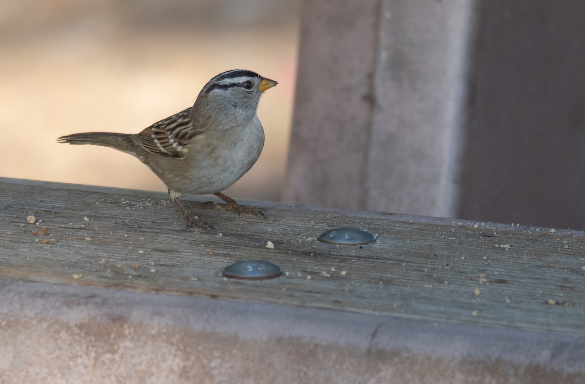 strnadec bělopásý - ML646169434