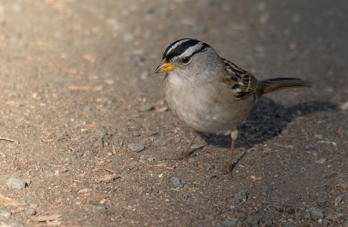 strnadec bělopásý - ML646169435