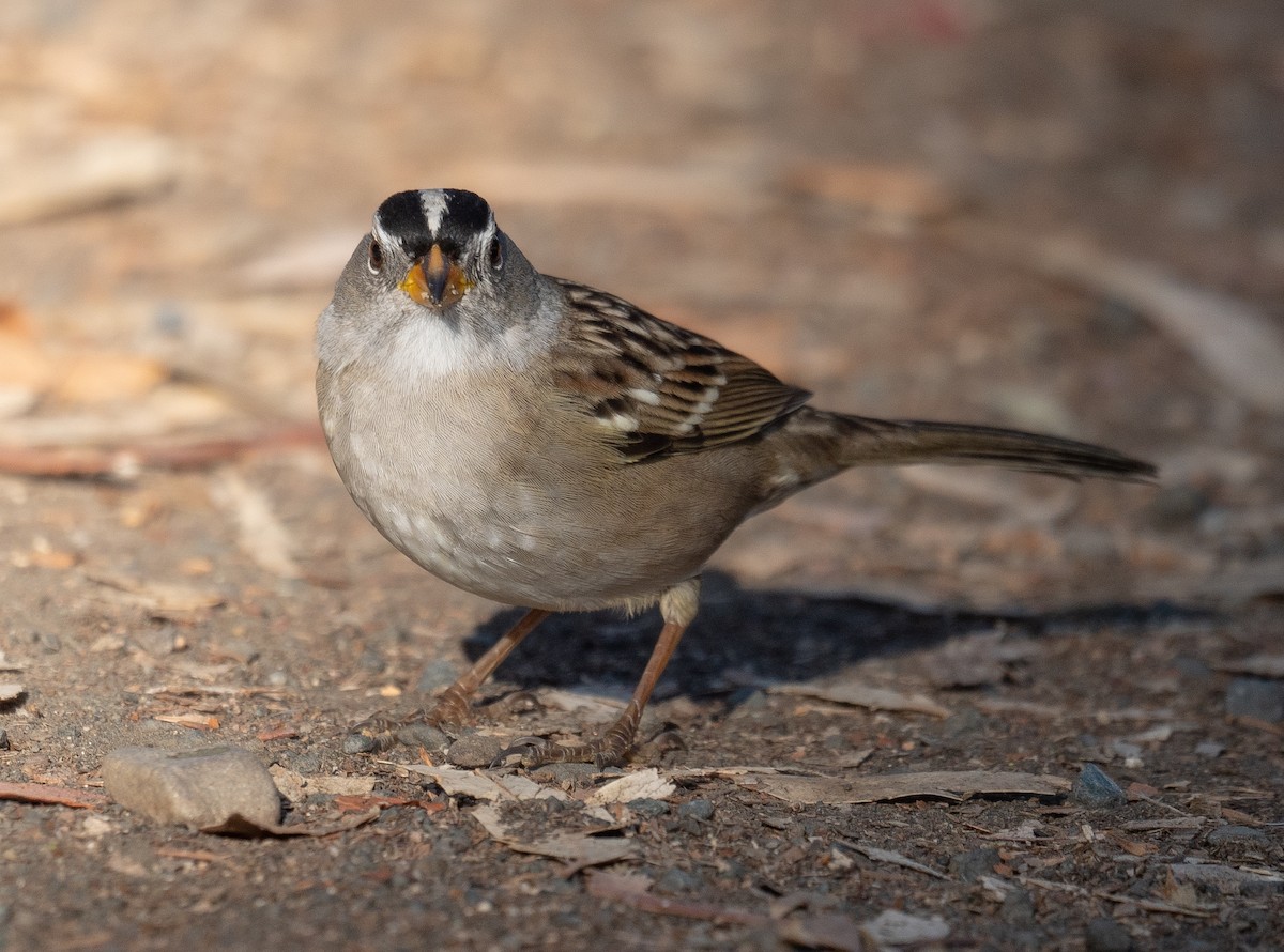 strnadec bělopásý - ML646169436