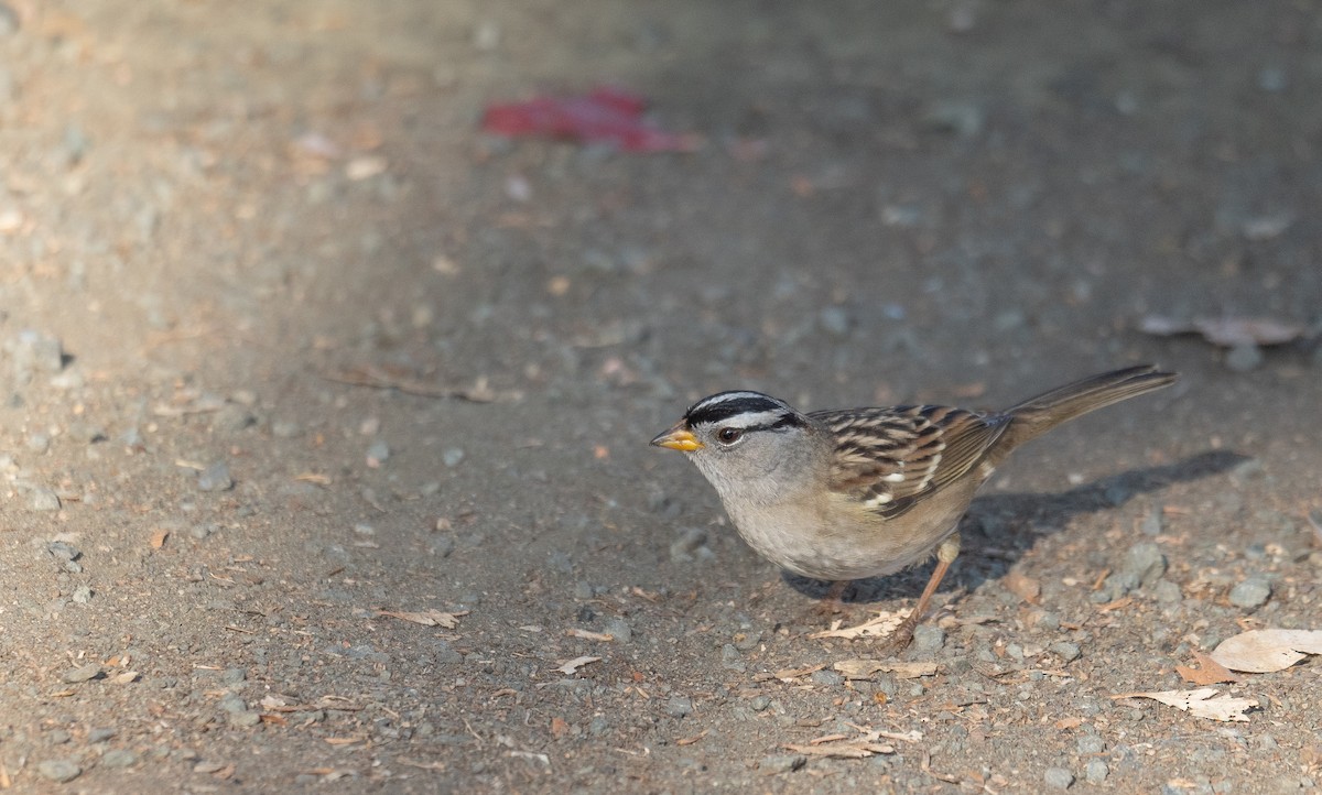 strnadec bělopásý - ML646169437