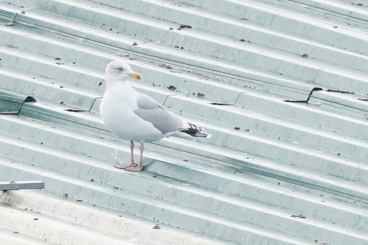 European Herring Gull - ML646169438