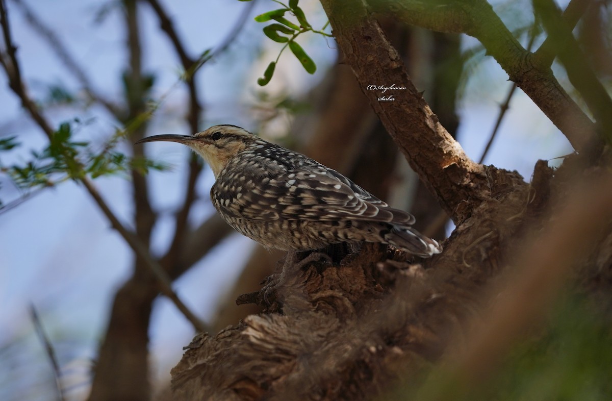 Indian Spotted Creeper - ML646169440