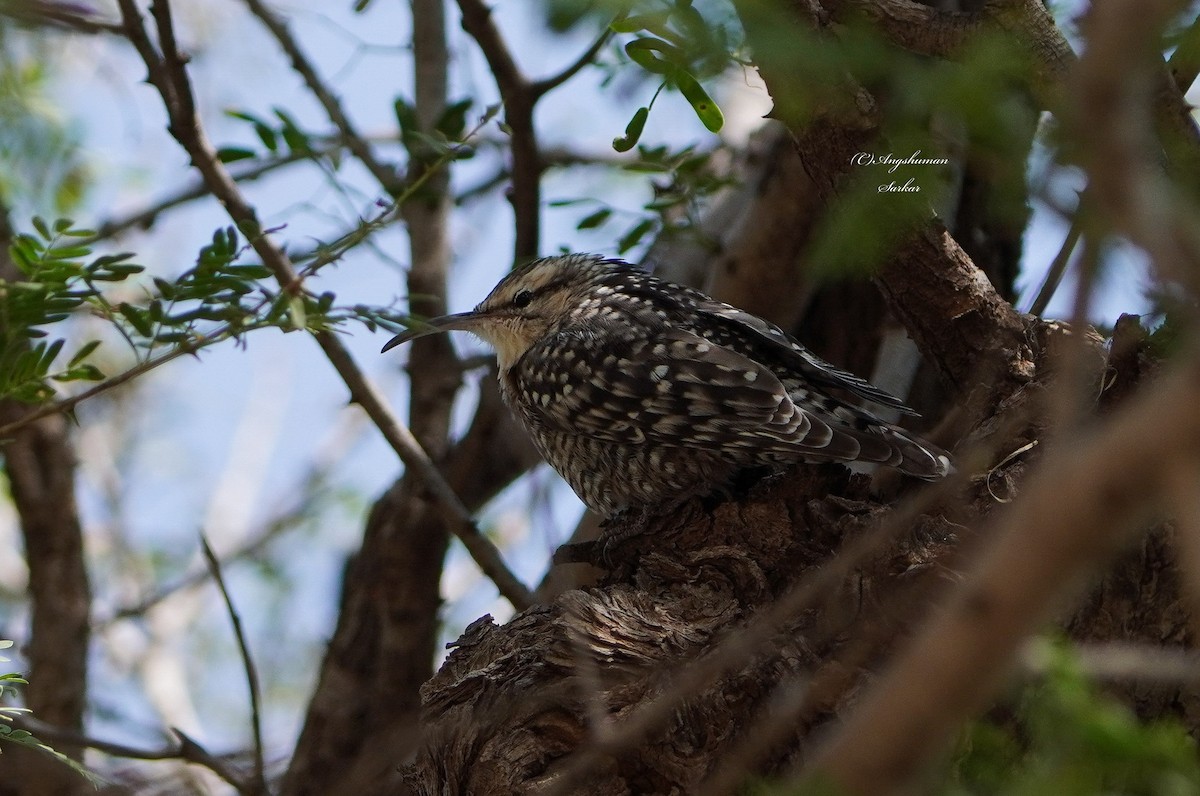 Indian Spotted Creeper - ML646169441