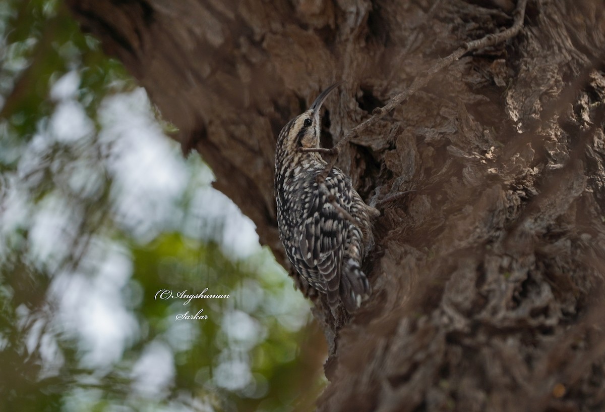 Indian Spotted Creeper - ML646169442