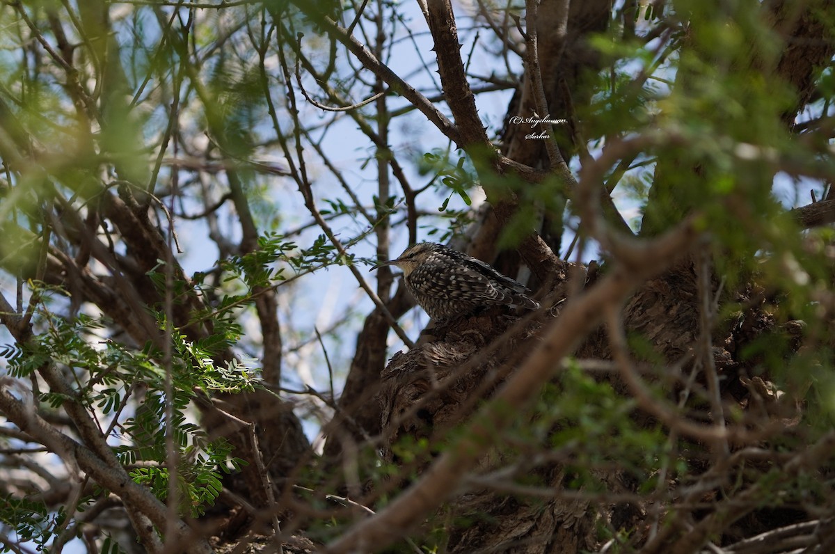 Indian Spotted Creeper - ML646169443