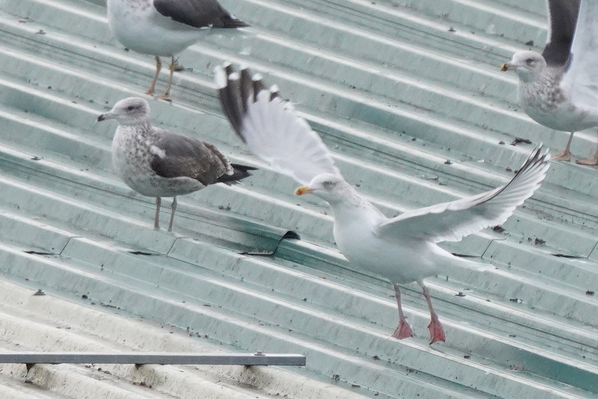 European Herring Gull - ML646169444