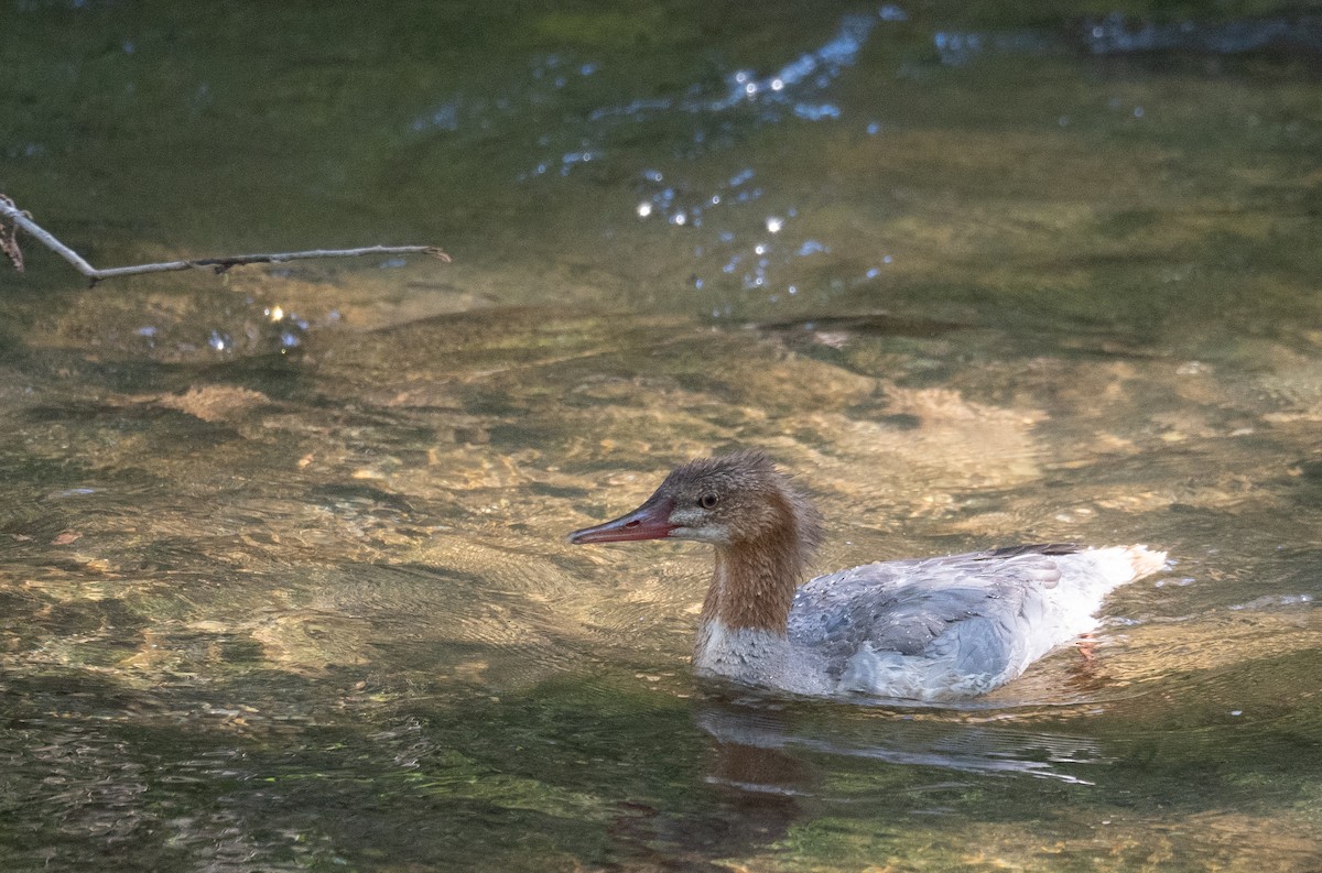 Common Merganser - ML646169447