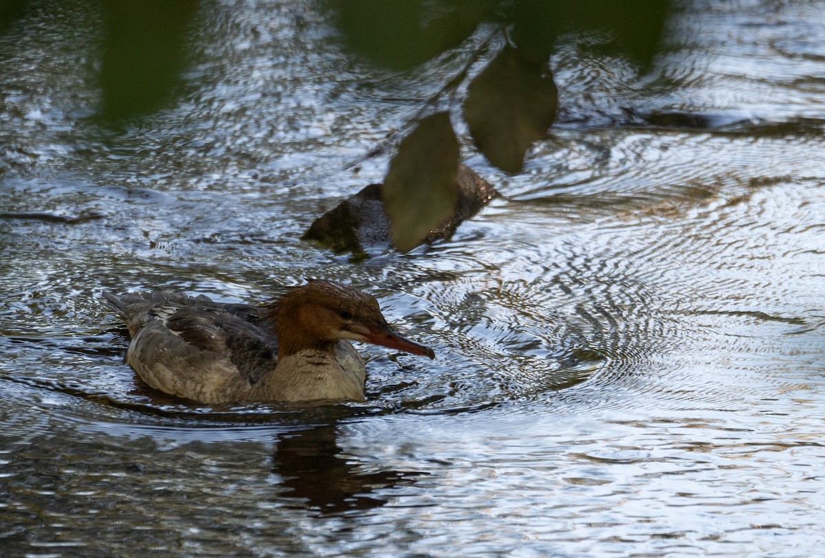 Common Merganser - ML646169448