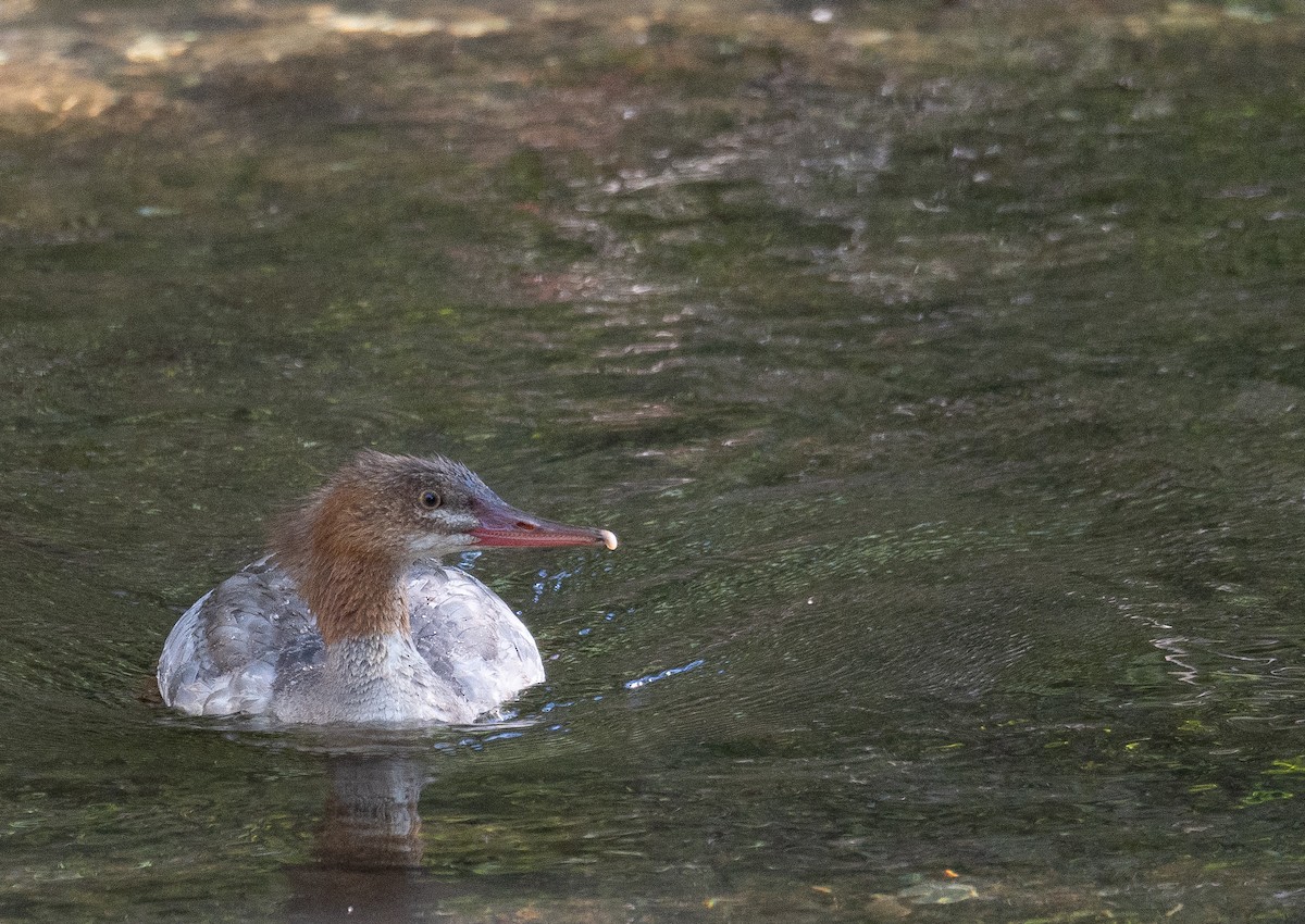 Common Merganser - ML646169449