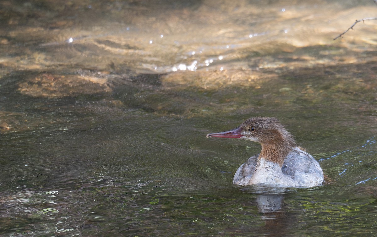 Common Merganser - ML646169450