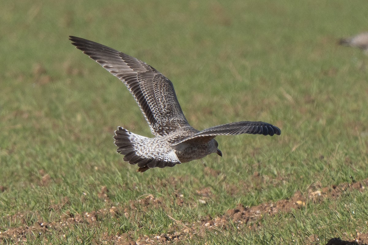 European Herring Gull - ML646169453