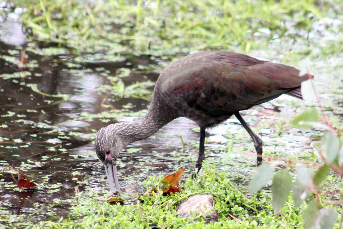 White-faced Ibis - ML646169454