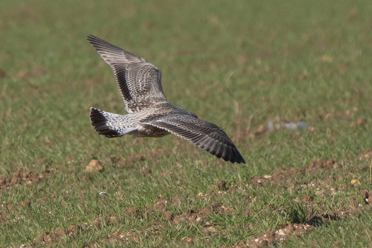 European Herring Gull - ML646169455