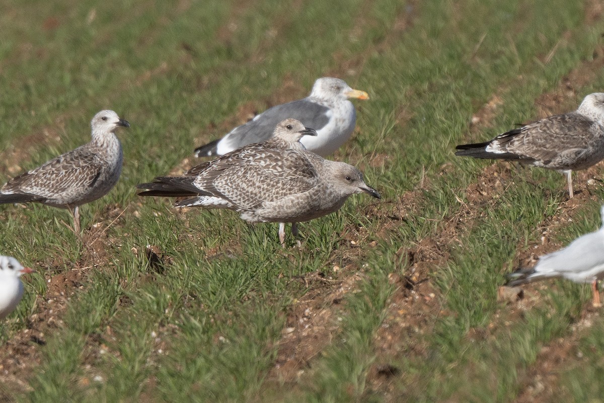 European Herring Gull - ML646169456