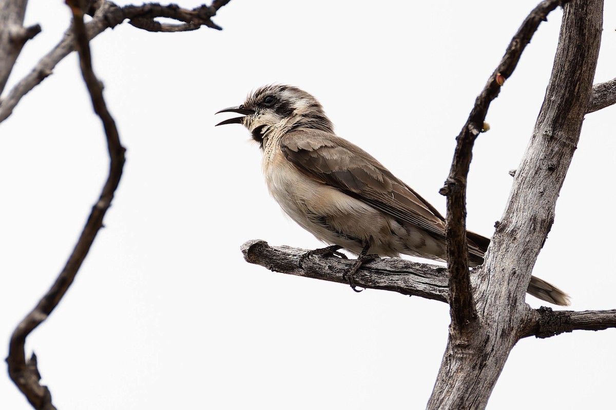 Black-eared Cuckoo - ML646169457