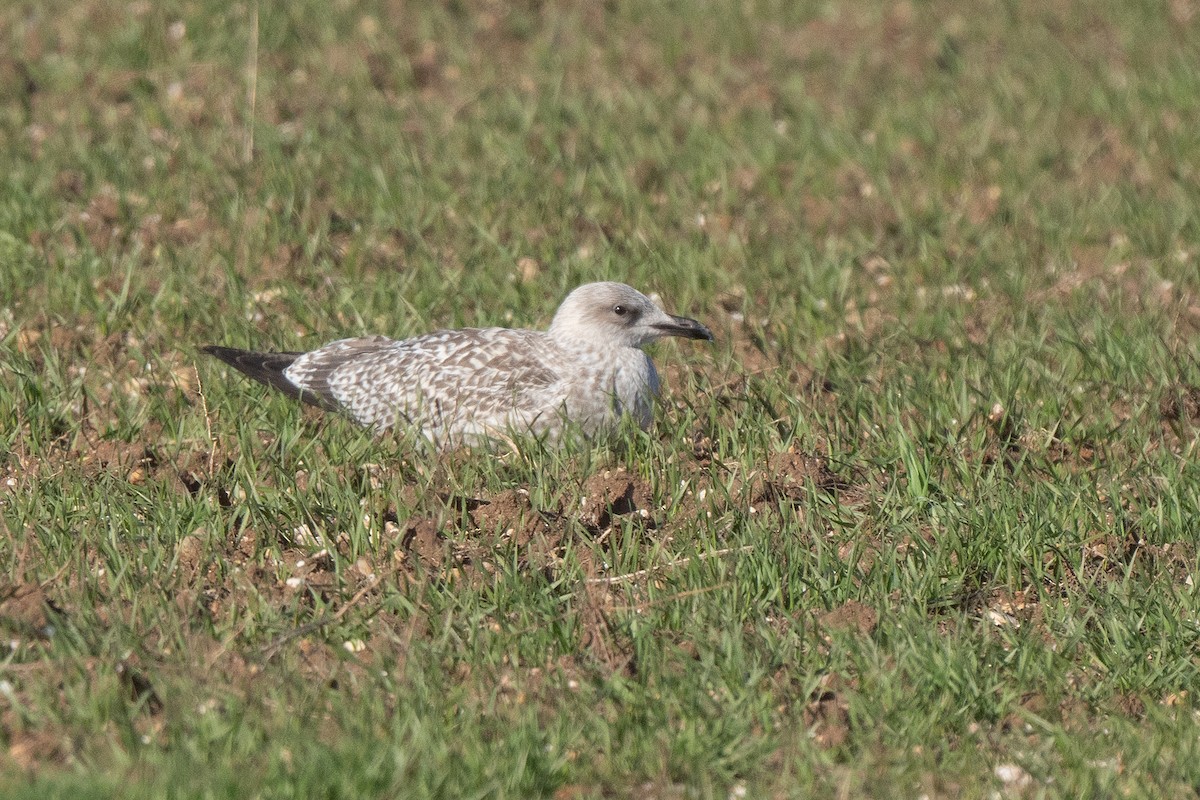 European Herring Gull - ML646169458