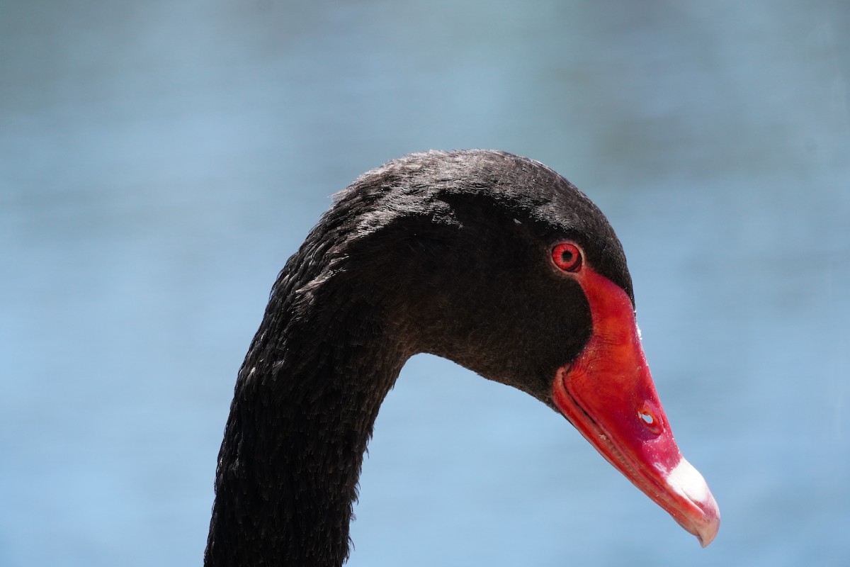 Black Swan - ML646169460