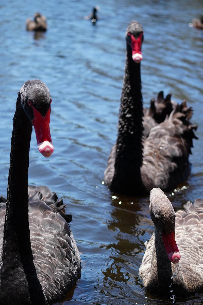 Black Swan - ML646169461