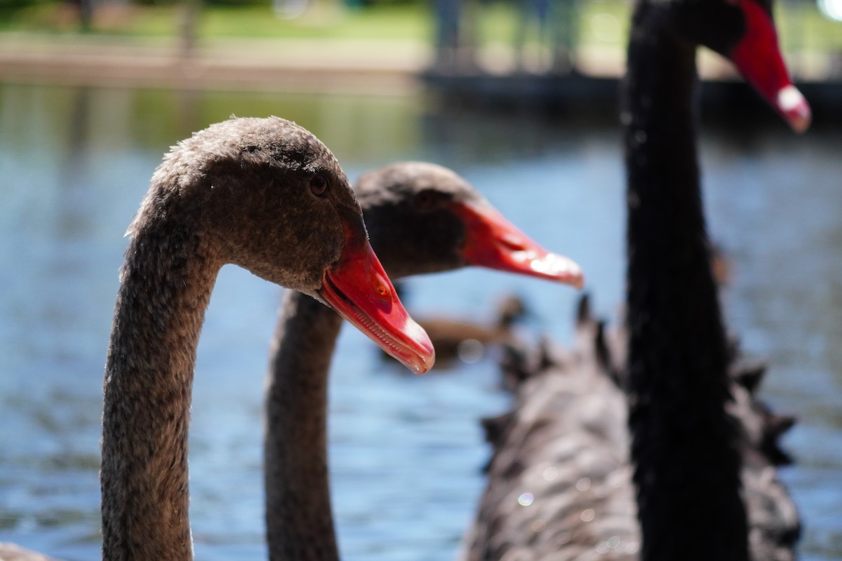 Black Swan - ML646169462