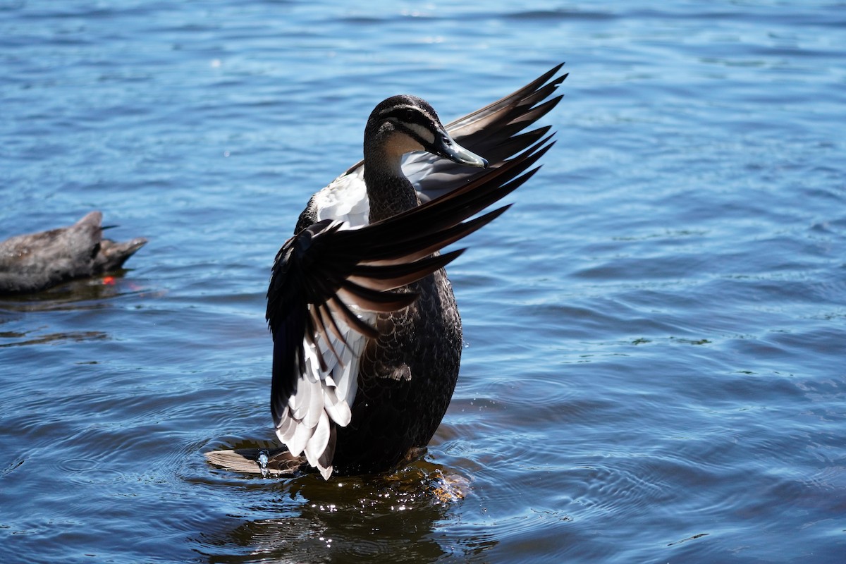 Pacific Black Duck - ML646169466