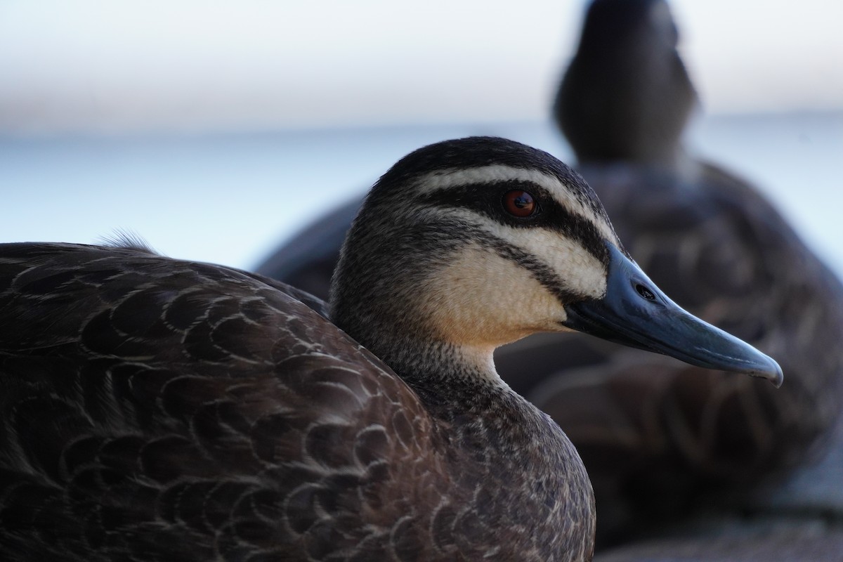 Pacific Black Duck - ML646169467