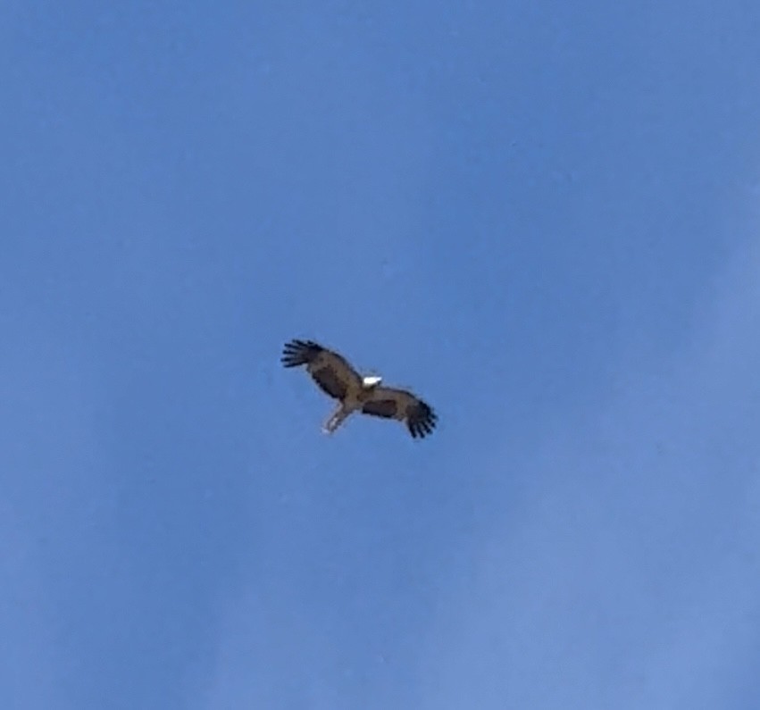 Little Eagle - ML646169468