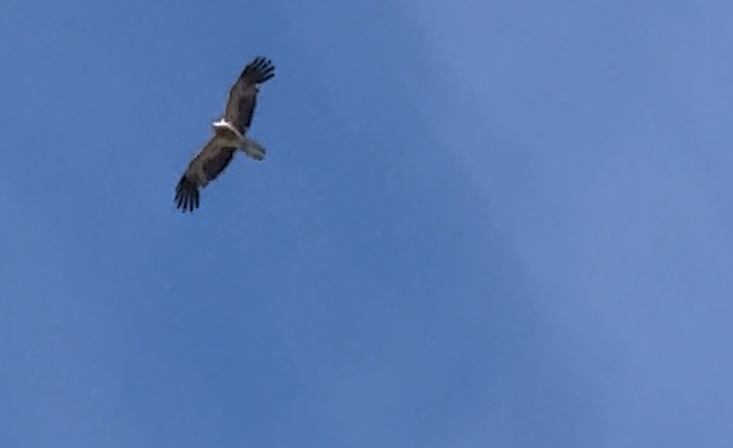 Little Eagle - ML646169469