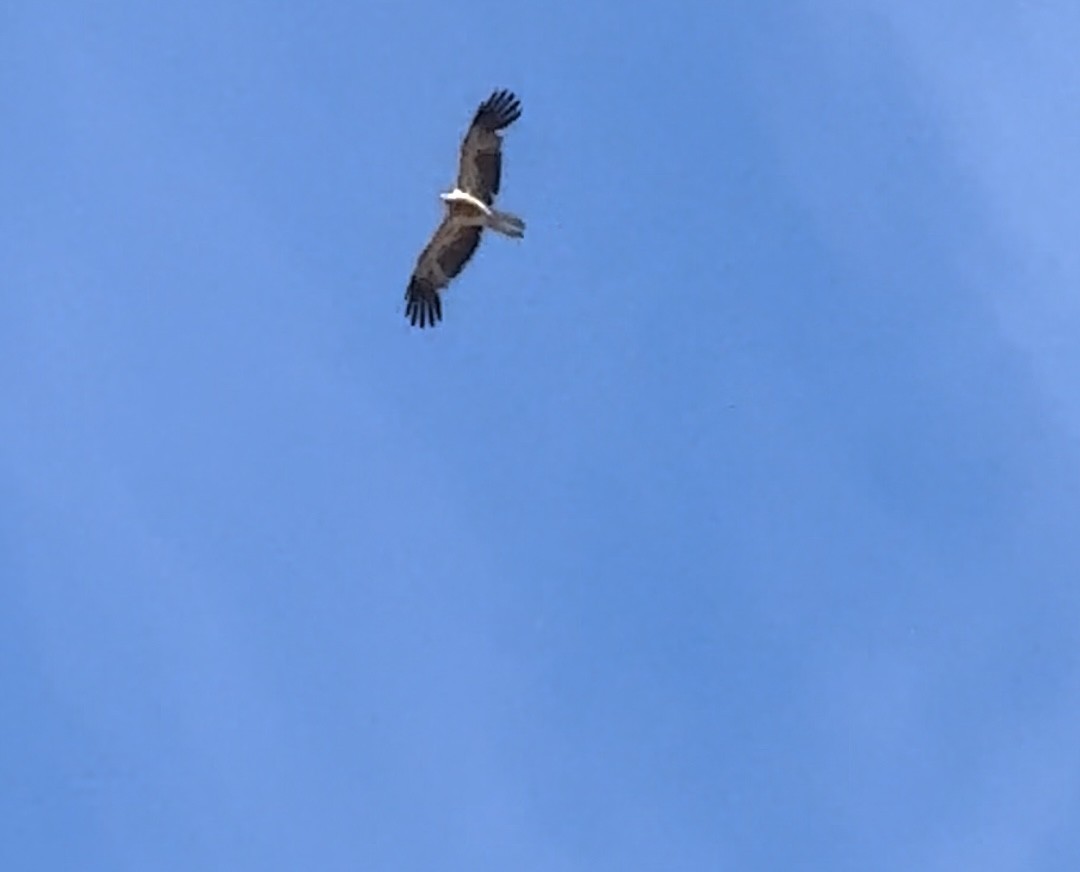 Little Eagle - ML646169470