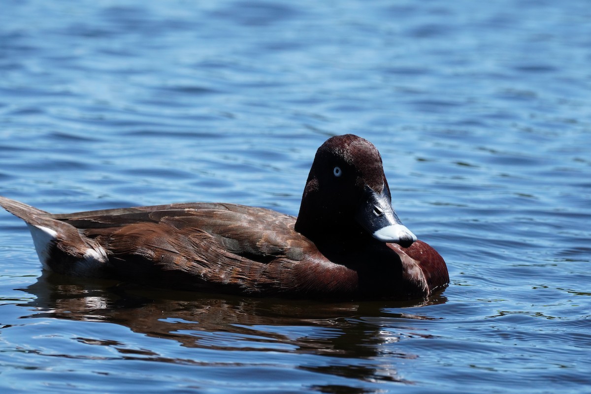 Hardhead - ML646169473