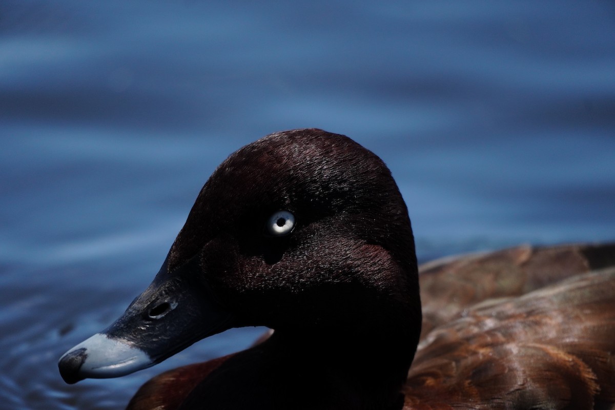 Hardhead - ML646169474