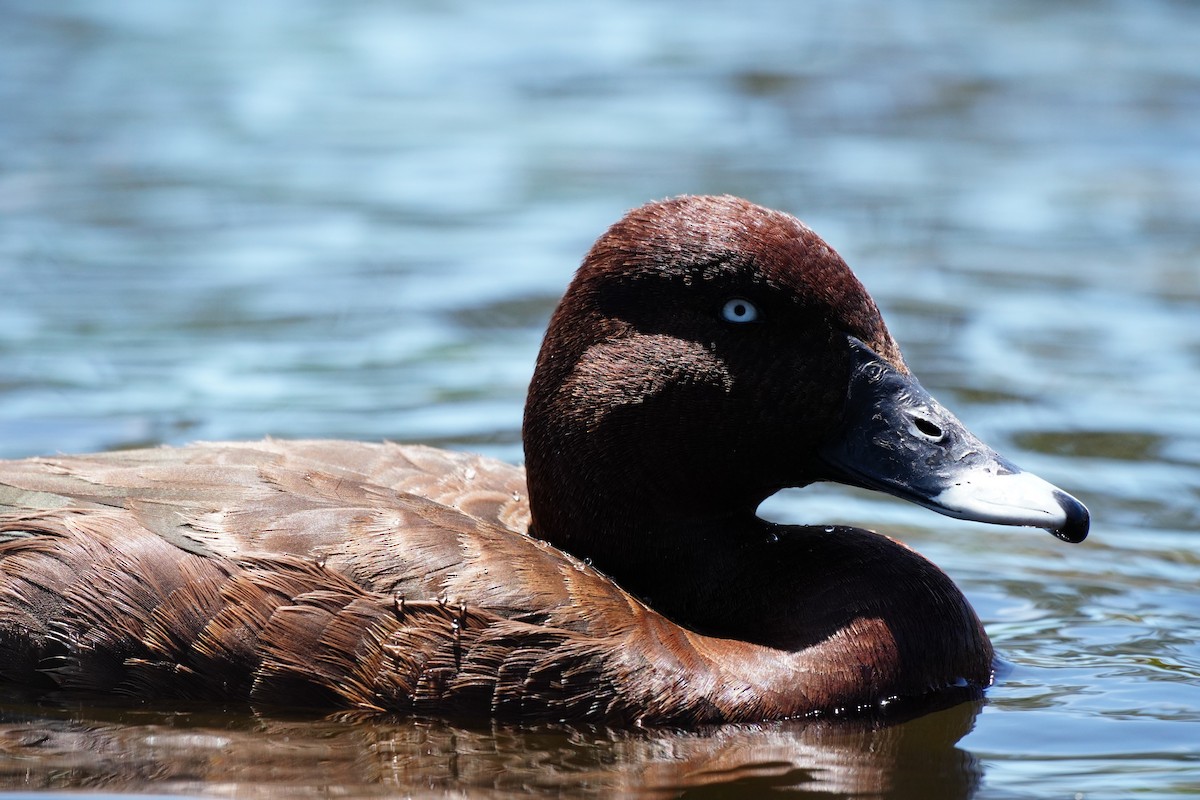 Hardhead - ML646169475