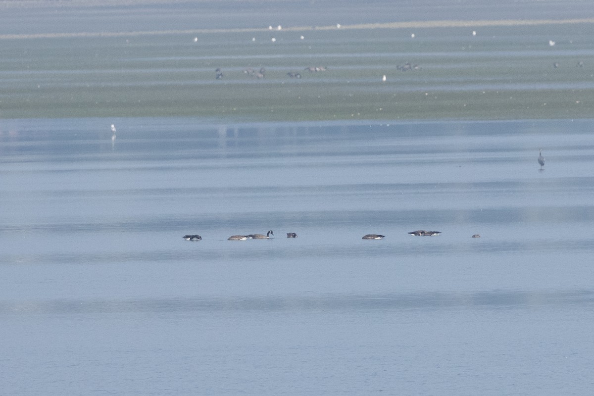 Branta kanadar handia - ML646169477