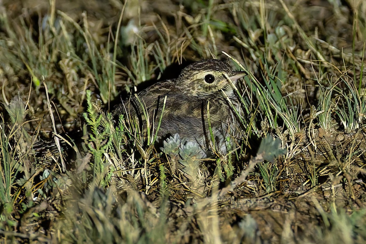 Australian Pipit (Australian) - ML646169478