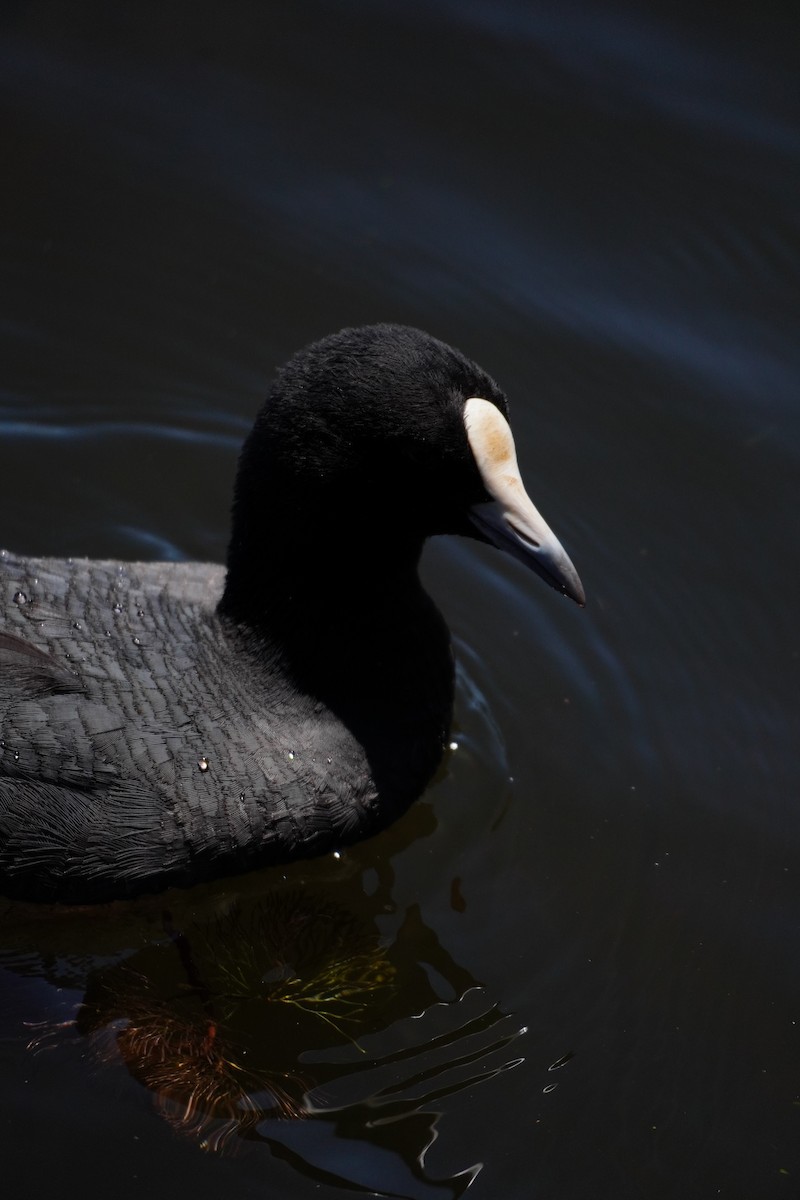 Eurasian Coot - ML646169484