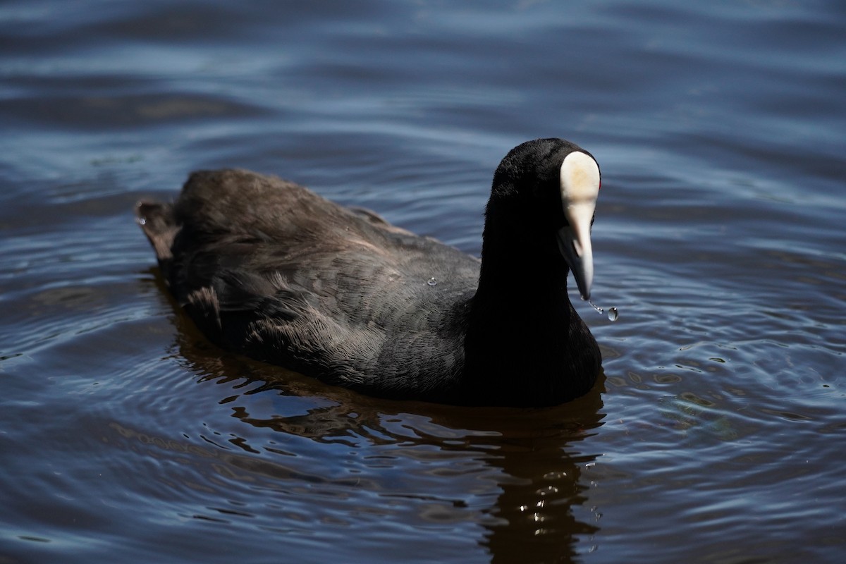 Eurasian Coot - ML646169486