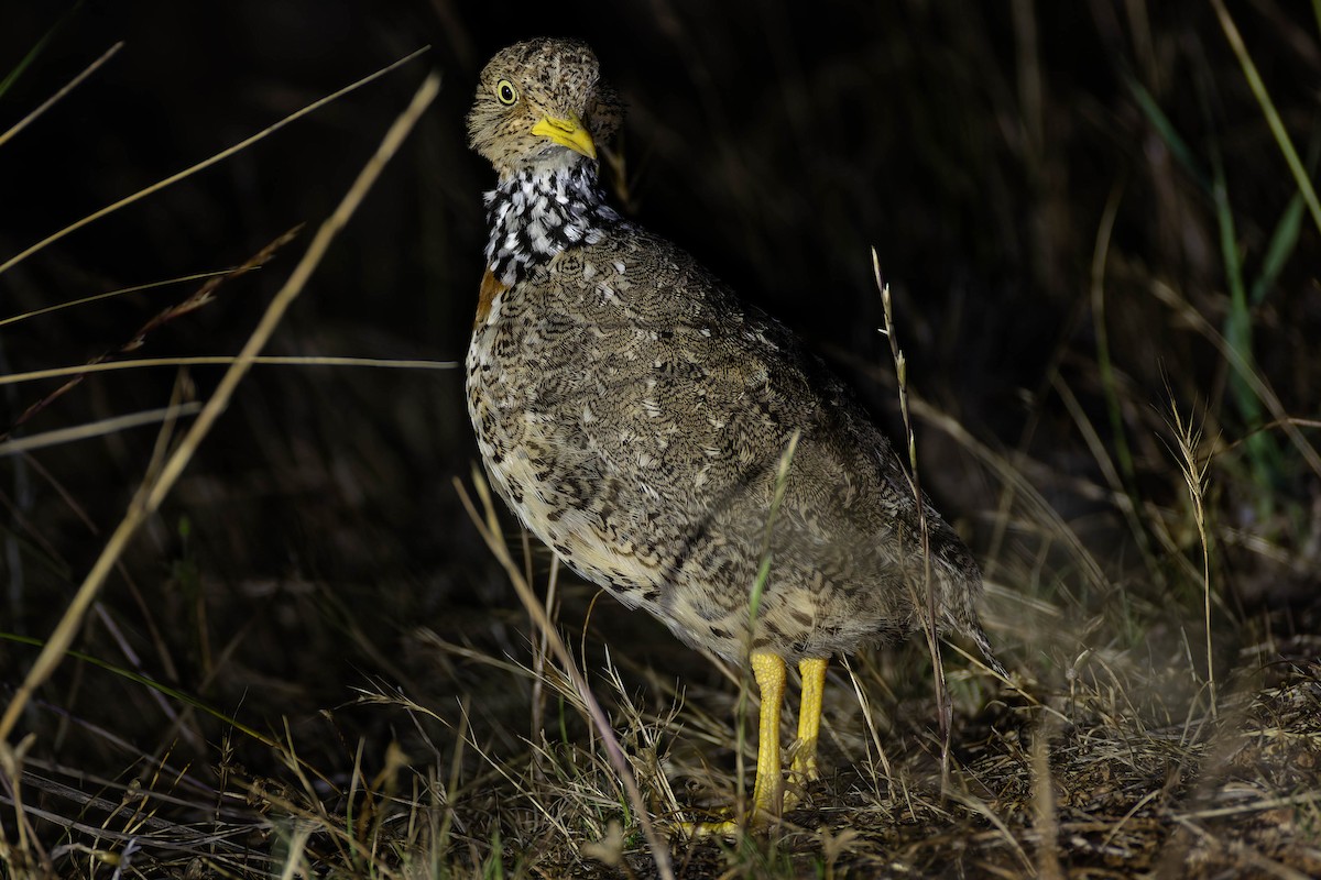 Plains-wanderer - ML646169488