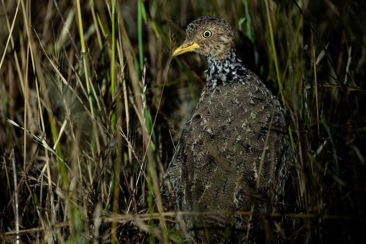 Plains-wanderer - ML646169489
