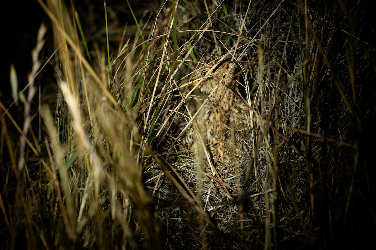 Plains-wanderer - ML646169490